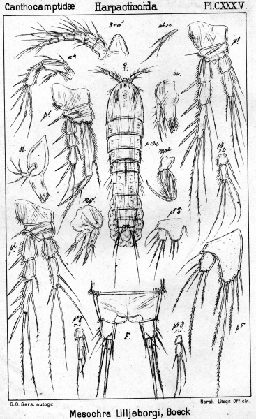 Mesochra lilljeborgii from Sars, G.O. 1907 Mesochra lilljeborgii from Sars, G.O. 1907