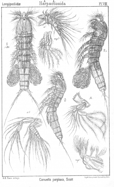 Canuella perplexa from Sars, G.O. 1903 Canuella perplexa from Sars, G.O. 1903