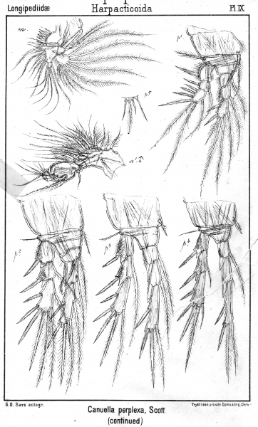 Canuella perplexa from Sars, G.O. 1903 Canuella perplexa from Sars, G.O. 1903