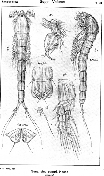 Sunaristes paguri from Sars, G.O. 1919 Sunaristes paguri from Sars, G.O. 1919