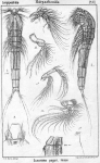 Copepoda