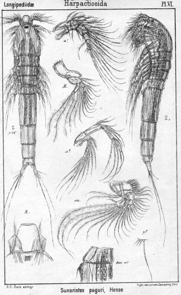 Sunaristes paguri from Sars, G.O. 1903 Sunaristes paguri from Sars, G.O. 1903