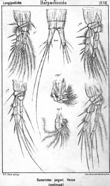 Sunaristes paguri from Sars, G.O. 1903 Sunaristes paguri from Sars, G.O. 1903