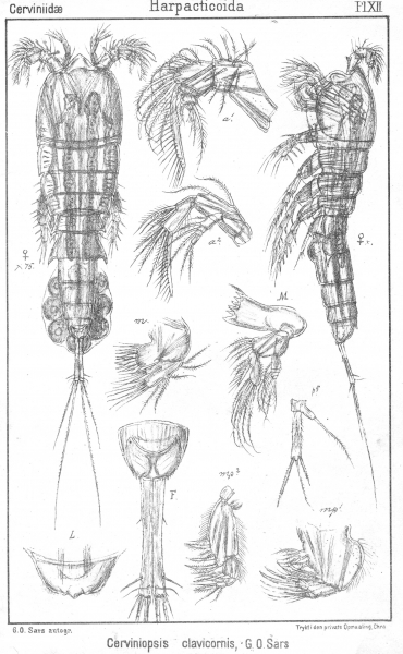 Cerviniopsis clavicornis from Sars, G.O. 1903 Cerviniopsis clavicornis from Sars, G.O. 1903