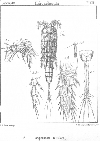 Cerviniopsis longicaudata from Sars, G.O. 1903 Cerviniopsis longicaudata from Sars, G.O. 1903
