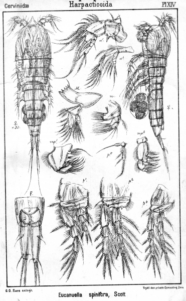 Eucanuella spinifera from Sars, G.O. 1903 Eucanuella spinifera from Sars, G.O. 1903