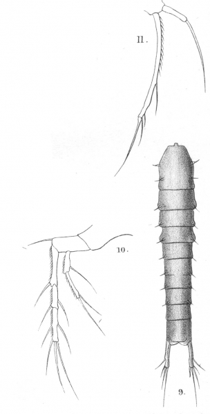 Cletodes brucei from Sars, G.O. 1911 Cletodes brucei from Sars, G.O. 1911