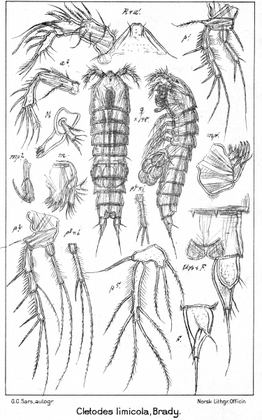 Cletodes limicola from Sars, G.O. 1909 Cletodes limicola from Sars, G.O. 1909