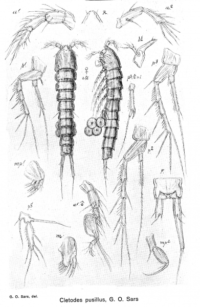 Cletodes pusillus from Sars, G.O. 1920 Cletodes pusillus from Sars, G.O. 1920