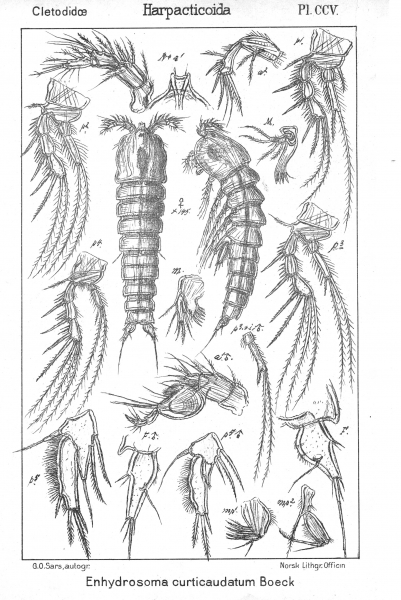 Enhydrosoma curticauda from Sars, G.O. 1909 Enhydrosoma curticauda from Sars, G.O. 1909