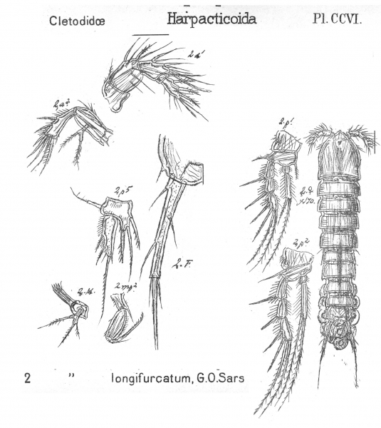 Enhydrosoma longifurcatum from Sars, G.O. 1909 Enhydrosoma longifurcatum from Sars, G.O. 1909