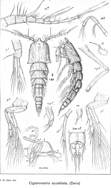 Clytemnestra scutellata from Sars, G.O. 1921 Clytemnestra scutellata from Sars, G.O. 1921