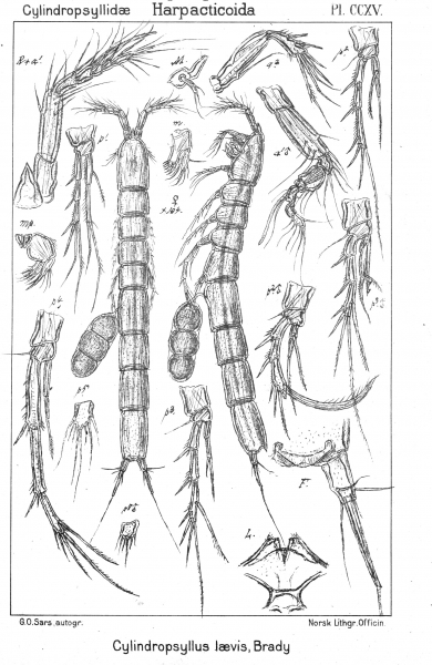 Cylindropsyllus laevis from Sars, G.O. 1909 Cylindropsyllus laevis from Sars, G.O. 1909