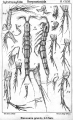Copepoda