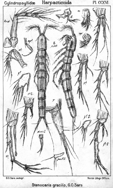 Stenocaris gracilis from Sars, G.O. 1909 Stenocaris gracilis from Sars, G.O. 1909