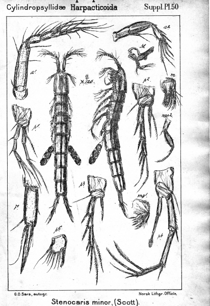 Stenocaris minor from Sars, G.O. 1911 Stenocaris minor from Sars, G.O. 1911