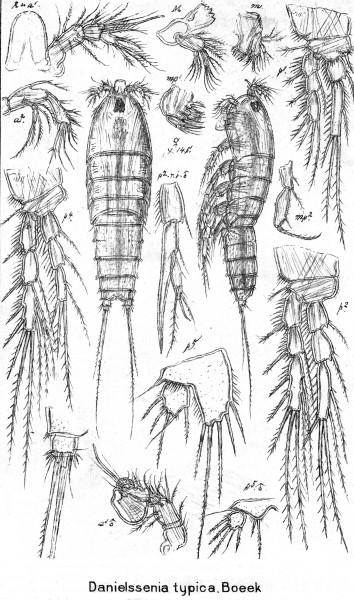 Danielssenia typica from Sars, G.O. 1909 Danielssenia typica from Sars, G.O. 1909
