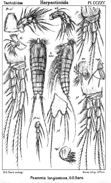 Psammis longisetosa from Sars, G.O. 1910 Psammis longisetosa from Sars, G.O. 1910