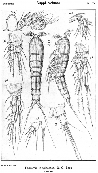Psammis longisetosa from Sars, G.O. 1921 Psammis longisetosa from Sars, G.O. 1921