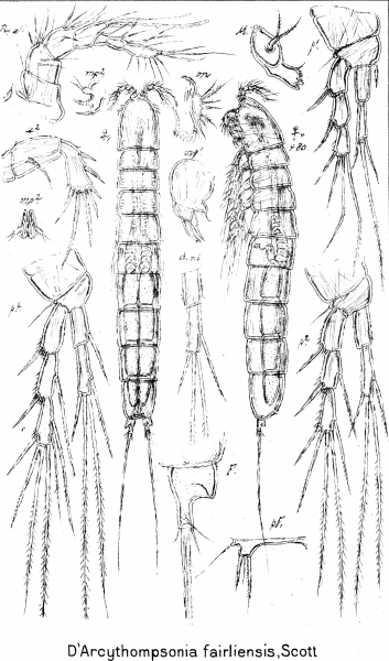 Darcythompsonia fairliensis from Sars, G.O. 1909 Darcythompsonia fairliensis from Sars, G.O. 1909
