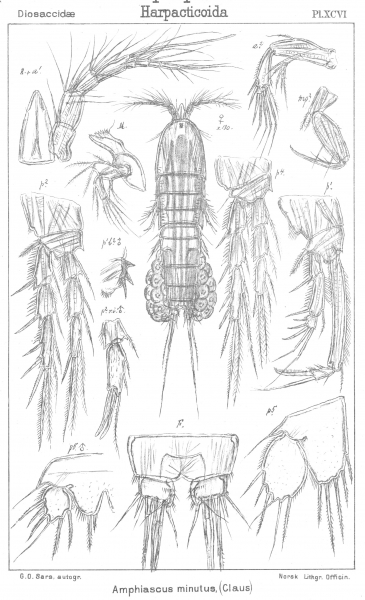 Amphiascus minutus from Sars, G.O. 1906 Amphiascus minutus from Sars, G.O. 1906