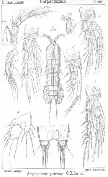 Amphiascus parvus from Sars, G.O. 1906 Amphiascus parvus from Sars, G.O. 1906