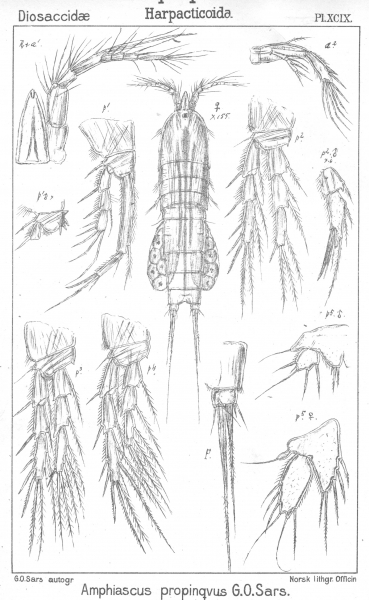 Amphiascus propinquus from Sars, G.O. 1906 Amphiascus propinquus from Sars, G.O. 1906