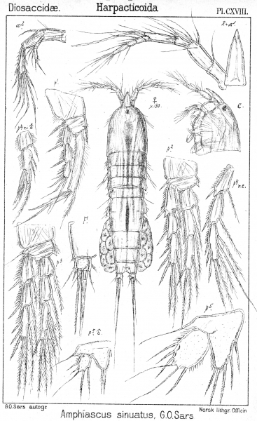 Amphiascus sinuatus from Sars, G.O. 1906 Amphiascus sinuatus from Sars, G.O. 1906