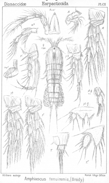 Amphiascus tenuiremis from Sars, G.O. 1906 Amphiascus tenuiremis from Sars, G.O. 1906