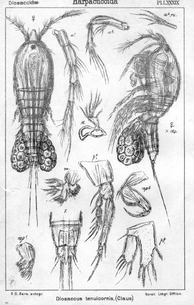 Diosaccus tenuicornis from Sars, G.O. 1906 Diosaccus tenuicornis from Sars, G.O. 1906