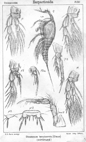 Diosaccus tenuicornis from Sars, G.O. 1906 Diosaccus tenuicornis from Sars, G.O. 1906