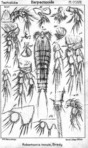 Robertsonia tenuis from Sars, G.O. 1909 Robertsonia tenuis from Sars, G.O. 1909