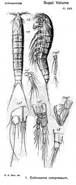 Ectinosoma compressum from Sars, G.O. 1904 Ectinosoma compressum from Sars, G.O. 1904