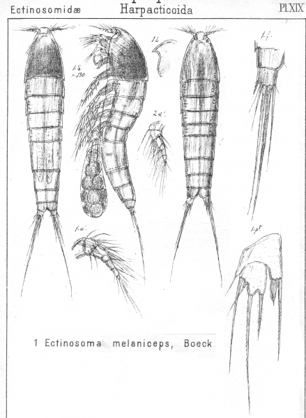Ectinosoma melaniceps from Sars, G.O. 1904 Ectinosoma melaniceps from Sars, G.O. 1904