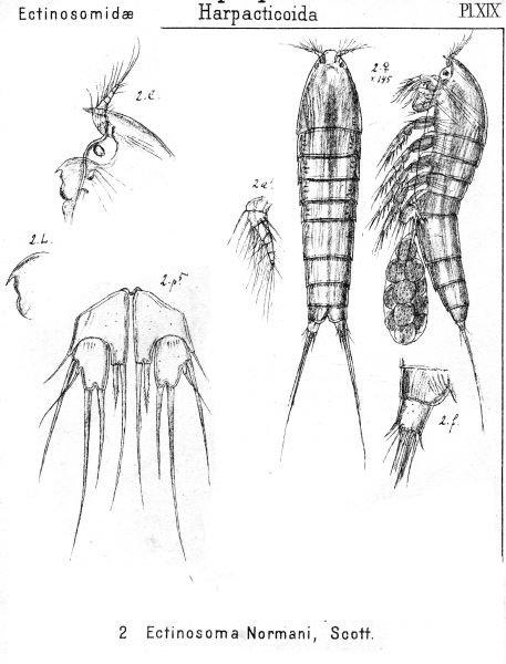 Ectinosoma normani from Sars, G.O. 1920 Ectinosoma normani from Sars, G.O. 1920