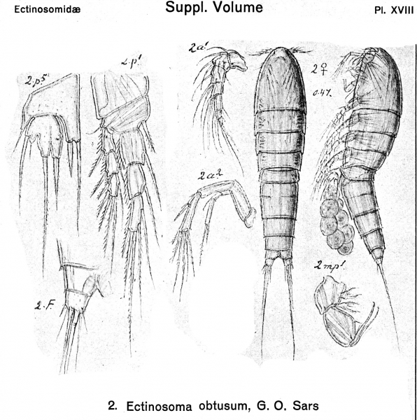 Ectinosoma obtusum from Sars, G.O. 1920 Ectinosoma obtusum from Sars, G.O. 1920