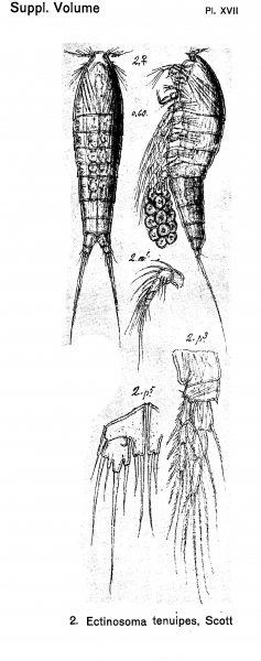 Ectinosoma tenuipes from Sars, G.O. 1920 Ectinosoma tenuipes from Sars, G.O. 1920