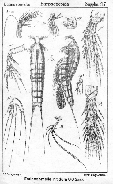 Ectinosomella nitidula from Sars, G.O. 1911 Ectinosomella nitidula from Sars, G.O. 1911