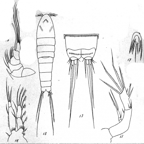 Halophytophilus fusiformis from Brian, A 1921 Halophytophilus fusiformis from Brian, A 1921
