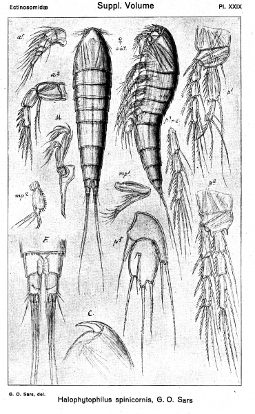 Halophytophilus spinicornis from Sars, G.O. 1920 Halophytophilus spinicornis from Sars, G.O. 1920