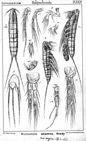 Microsetella norvegica from Sars, G.O. 1904 Microsetella norvegica from Sars, G.O. 1904