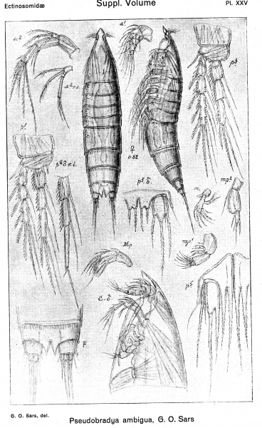 Pseudobradya ambigua from Sars, G.O. 1920 Pseudobradya ambigua from Sars, G.O. 1920
