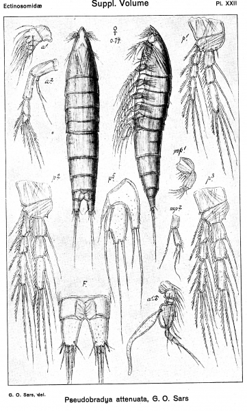Pseudobradya attenuata from Sars, G.O. 1920 Pseudobradya attenuata from Sars, G.O. 1920