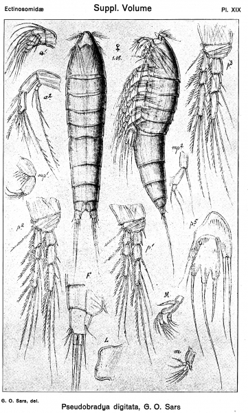Pseudobradya digitata from Sars, G.O. 1920 Pseudobradya digitata from Sars, G.O. 1920