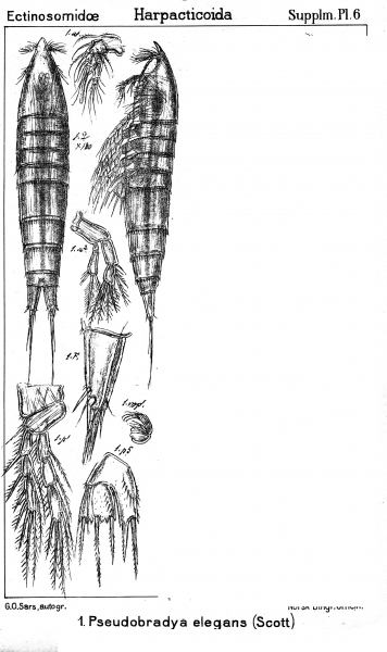 Pseudobradya elegans from Sars, G.O. 1911 Pseudobradya elegans from Sars, G.O. 1911