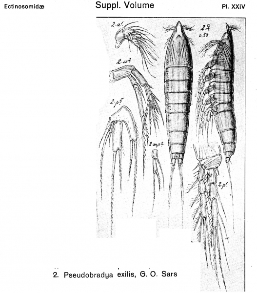 Pseudobradya exilis from Sars, G.O. 1920 Pseudobradya exilis from Sars, G.O. 1920