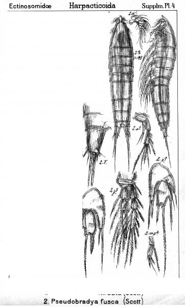 Pseudobradya fusca from Sars, G.O. 1911 Pseudobradya fusca from Sars, G.O. 1911