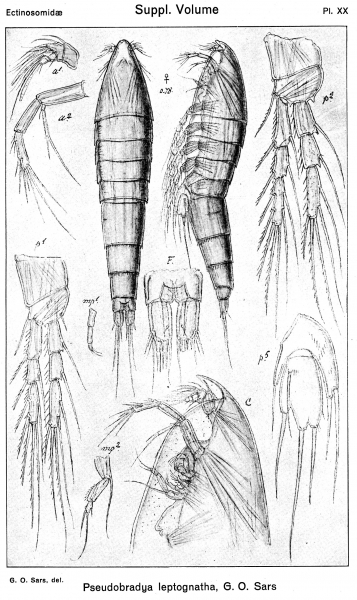 Pseudobradya leptognatha from Sars, G.O. 1920 Pseudobradya leptognatha from Sars, G.O. 1920