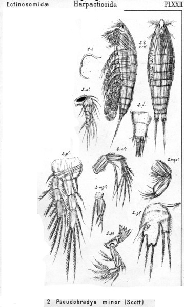 Pseudobradya minor from Sars, G.O. 1920 Pseudobradya minor from Sars, G.O. 1920