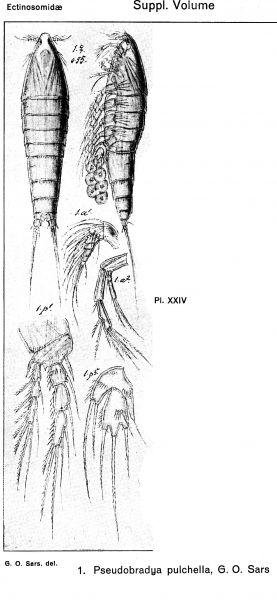 Pseudobradya pulchella from Sars, G.O. 1920 Pseudobradya pulchella from Sars, G.O. 1920